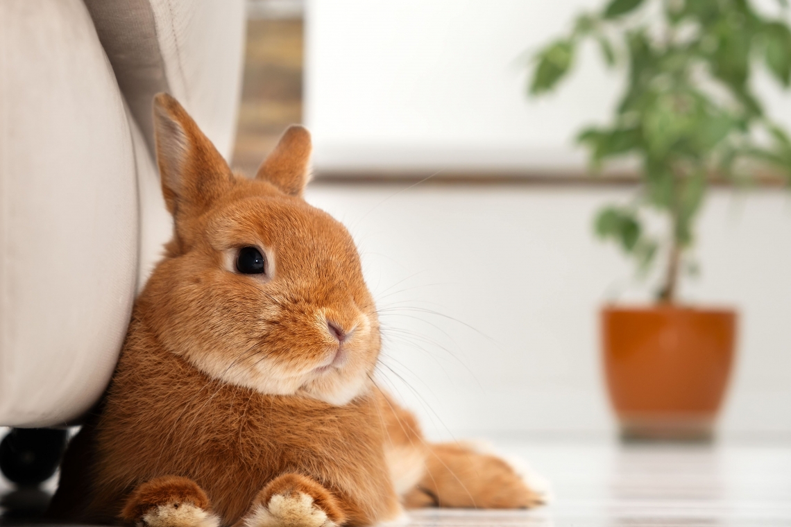 Bunny il coniglio da compagnia: linee guida generali per chi adotta per la prima volta un coniglio